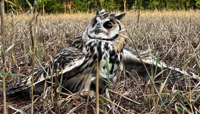  No mesmo dia, Instituto Água e Terra devolve gata-maracajá e coruja-orelhuda à natureza